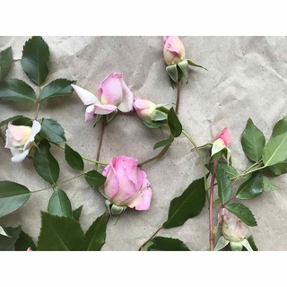 ピンクの可愛らしい薔薇の蕾　5つ　挿木用の枝1本付(その他)