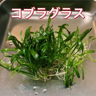 水草　コブラグラス　送料無料(アクアリウム)