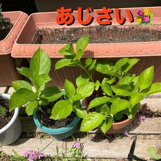 紫陽花　苗　1株　アジサイ　あじさい  即購入ok(その他)