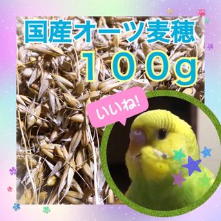 国産オーツ麦穂100g(鳥)