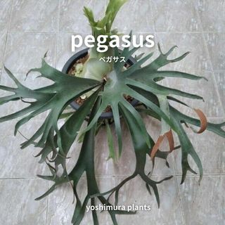 [胞子]  pegasus　ペガサス　ビカクシダ(その他)