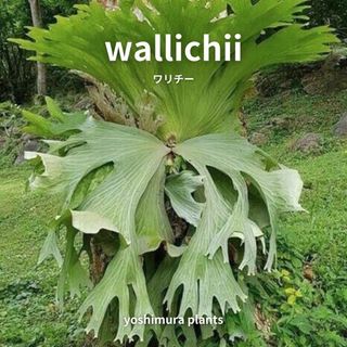 【期間限定特価】[胞子] wallichii ワリチー　ビカクシダ(その他)