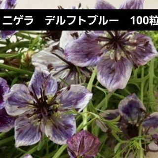 【花の種】１００粒以上　ニゲラ　デルフトブルー　０．２５ｍｌ　一重咲　珍しい(プランター)