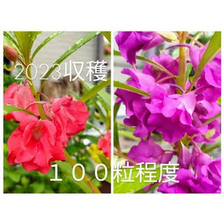 ホウセンカ鳳仙花種　100粒程度(プランター)