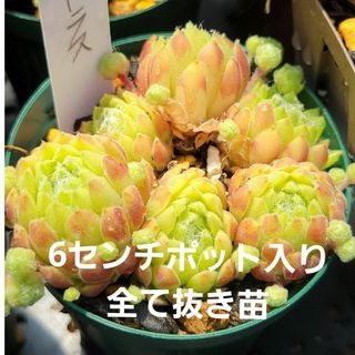 多肉植物　センペルビウム　良苗　シトラス　6㎝ポット内全て抜き苗発送(その他)