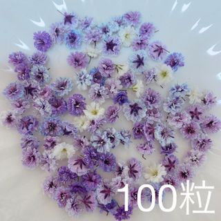 パープル系 かすみ草ドライフラワー100粒(ドライフラワー)