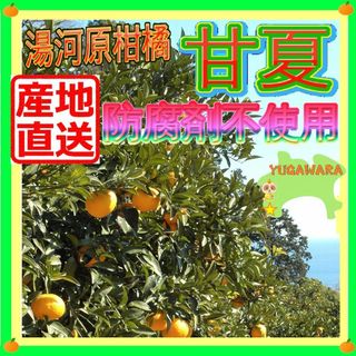 神奈川県湯河原産 甘夏 あまなつ🍊約8kg ご家庭用 訳あり不選別 数限🉐(フルーツ)