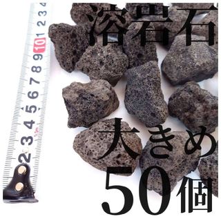 溶岩石 大きめ50個(テラリウム・コケリウム・アクアリウムにぴったり)(アクアリウム)