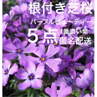 ⑨5☆根付き芝桜☆1番濃い紫☆パープルビューティー☆初心者向け(プランター)