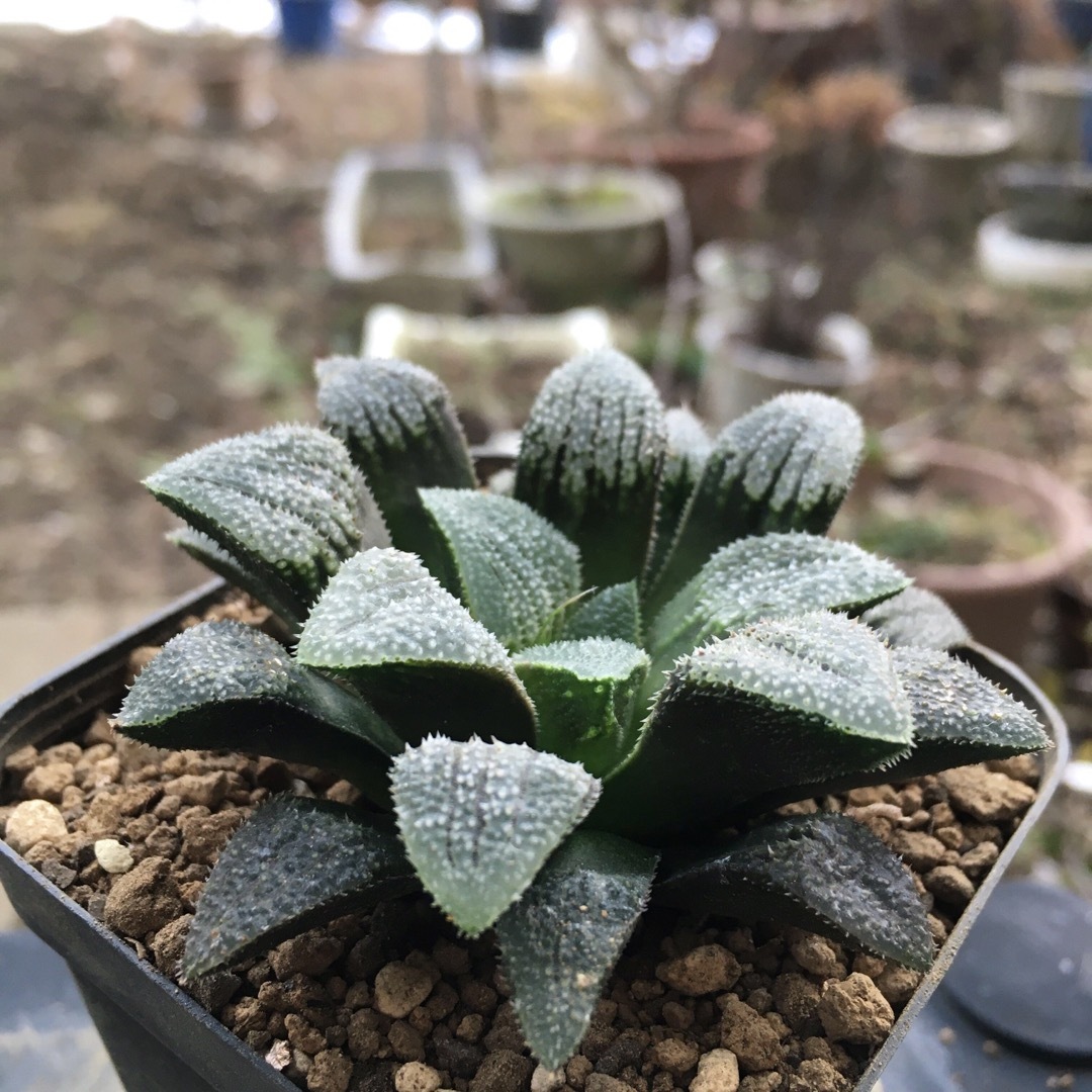 【激安】夢殿　ハオルチア　良株　美株　多肉植物　観葉植物　高品質 ハンドメイドのフラワー/ガーデン(その他)の商品写真