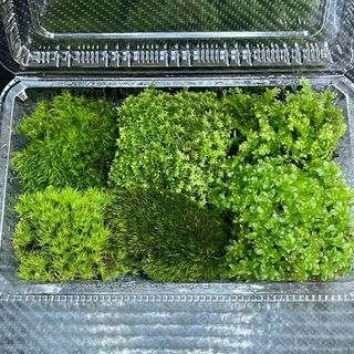 天然苔　こけ　植物詰め合わせ！フウリンゴケ　コツボゴケ　チョウチンゴケ等 N(その他)