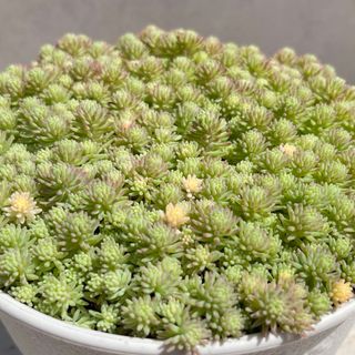 多肉植物　斑入りパリダム　カット苗　100カット