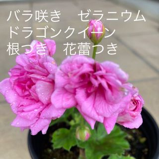 バラ咲き　ゼラニウム　ドラゴンクイーン　根つき　花蕾つき(その他)