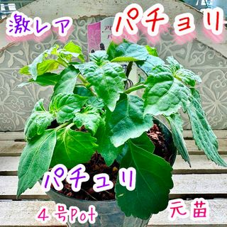 激レア　パチョリ　パチュリ　苗　元苗　４号Pot　香水素材　入手困難　ハーブ(その他)