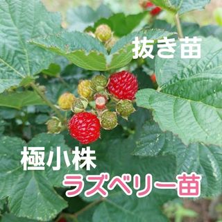 ラズベリー苗　2株【栽培期間中農薬不使用】5/22更新‼️(フルーツ)