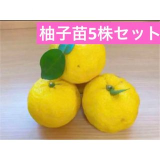 柚子赤ちゃん苗　抜き苗5株セット(プランター)