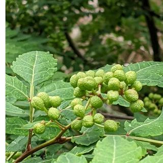 5.岡山県産  山椒の実  500グラム  ネコポス箱(野菜)