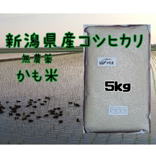 無農薬米新潟県産コシヒカリ5k(米/穀物)