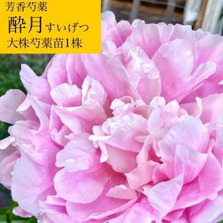 甘く香る芍薬『酔月』芍薬大株苗1株(その他)