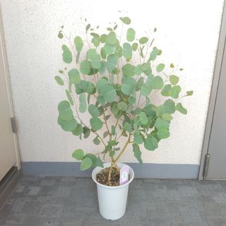 ①ユーカリポポラス‼️新芽・ボリュウーム◎‼️高さ◎❗人気の観葉植物(プランター)