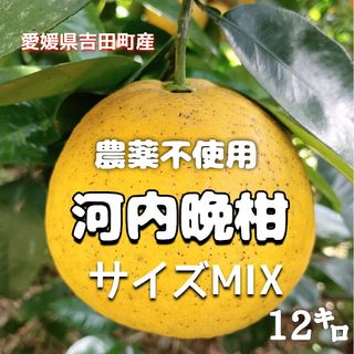 愛媛県産★農家直送☆農薬不使用☆河内晩柑 サイズMIX 12キロ(フルーツ)