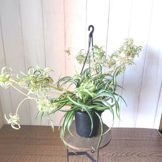 【特別価格】①オリヅルラン＊ボニー‼️カールが可愛い観葉植物！4号鉢！吊り鉢(プランター)