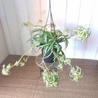 【特別価格】②オリヅルラン＊ボニー‼️カールが可愛い観葉植物！4号鉢！吊り鉢(プランター)