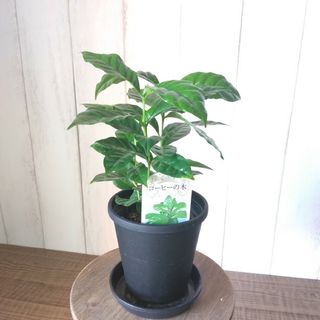 ①コーヒーの木❗️珍しい観葉植物‼️3株植え‼️4号鉢！テーブルサイズ(プランター)