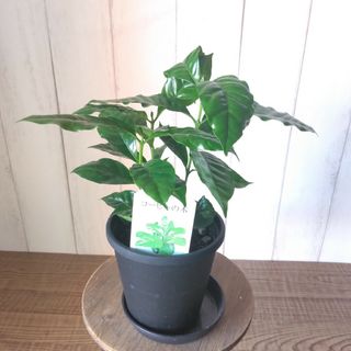 ②コーヒーの木❗️珍しい観葉植物‼️3株植え‼️4号鉢！テーブルサイズ(プランター)