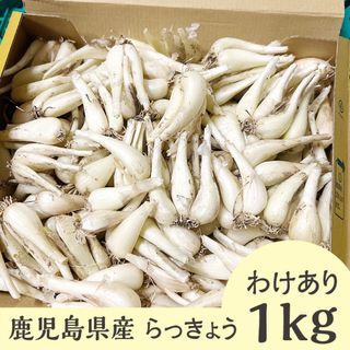 鹿児島県　らっきょう　小さめの訳あり品　約1kg　常温発送/宅急便コンパクト　1(野菜)