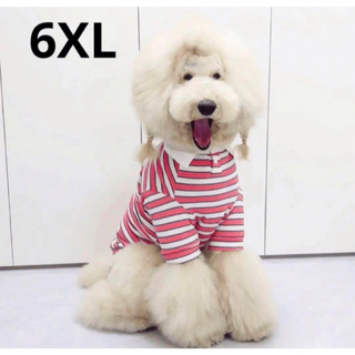 【ペット用】大型犬用 ペット服 白襟 ボーダー柄 ポロシャツ ピンク 6XL(犬)