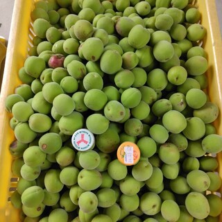 青梅大梅3kg、広島県産産地直送家庭用農薬不使用サイズ混合