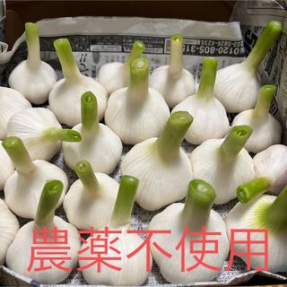 無農薬　兵庫県産　生にんにく　1kg(野菜)