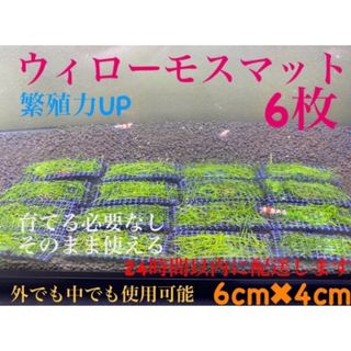 ウィローモスマット　6枚セット　業者様もご愛用　すぐ使えます(アクアリウム)