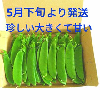 珍しい絹さやえんどう＊キヌサヤエンドウ・シャンパーニュ・300g(野菜)