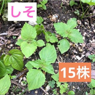 しそ　紫蘇　苗　無農薬　15株　おまけつき(野菜)