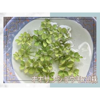 【 005 】オオサンショウモ x10株 浮草 水草(アクアリウム)