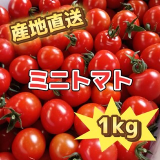 新鮮野菜 ミニトマト 赤色 1kg(野菜)