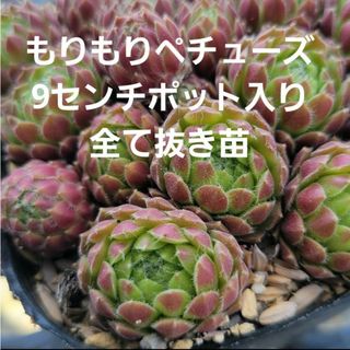 多肉植物　センペルビウム　もりもり❤️ペチューズ　9㎝ポット入り全て抜き苗発送(その他)