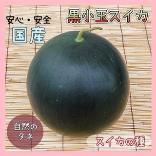 【国内育成・採取】 黒小玉スイカ 家庭菜園 種 スイカ 野菜 果物 フルーツ(フルーツ)