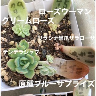 多肉植物　F クリームローズ ローズウーマン　テンテラジャブ(その他)