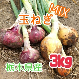 【数量限定】栃木県産　新玉ねぎ　3種MIX　約5kg(野菜)