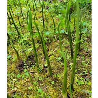 みょうがの苗　5本(その他)