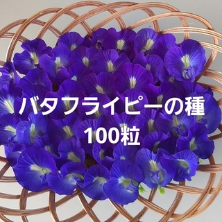 バタフライピーの種【農薬不使用】100粒(その他)