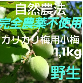 完全無農薬(自然農法)手掴み小梅 1kg以上(フルーツ)