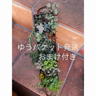 イロトリドリ セダム 他　抜き苗　カット苗　＋おまけ　多肉植物　セダム　ゆうパ送(その他)