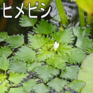 【日本の水草】ヒメビシ【3株】