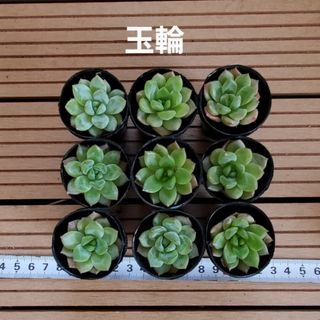 多肉植物『玉輪』９苗セット(その他)