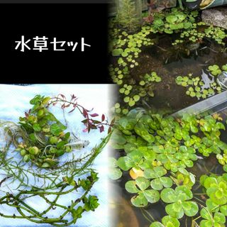 水草セット