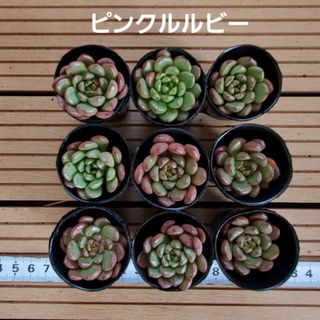 多肉植物『ピンクルルビー』９苗セット(その他)